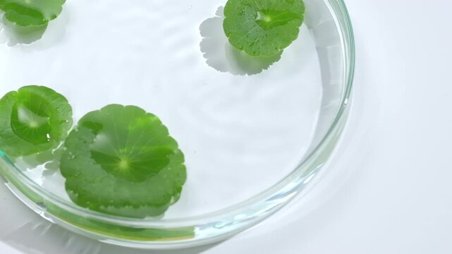 Close-up of gotu kola leaves floating in a Petri dish as a water droplet creates gentle ripples across the clear liquid.