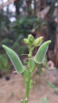 Unripe Green Okra Pods Abelmoschus Esculentus Growing on Stem in Agricultural Garden Farm Showing Vegetable Harvest