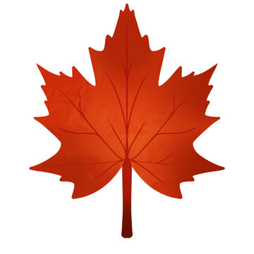 maple leaf isolated on white