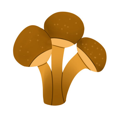 mushrooms vector illustration
