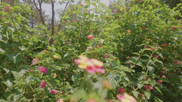 flor, naturaleza, huerta, f&aacute;brica, rojo, primavera, verano, hojas, color, &aacute;rbol, c&eacute;sped, campa, paisaje, rosa, florecer, fruta, aparcar, baya, flora, horticultura, variopinto, arbusto