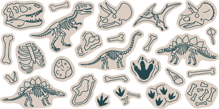 Collection of dinosaur skeletons and fossils, including T-Rex, Triceratops, and Stegosaurus, presented as stylized illustrations.