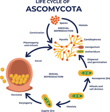 Life Cycle of Ascomycota Vector Infographic Chart Comparing Asexual and Sexual Fungal Reproduction Stages from Mycelium to Ascocarp