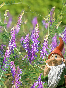 Bl&uuml;hende Vogelwicken, Vicia cracca, im Sommer