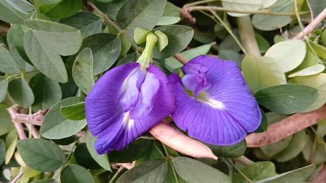 Beautiful Blue Butterfly Pea Flowers Blooming on the Vine