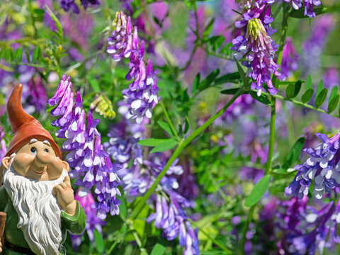 Bl&uuml;hende Vogelwicken, Vicia cracca, im Sommer
