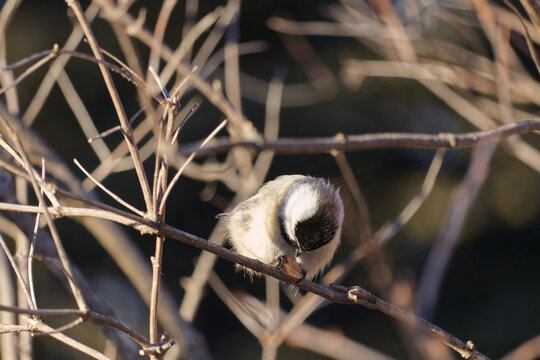 A Black-capped Chickadee in the sunlight