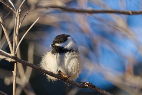 A Black-capped Chickadee in the sunlight