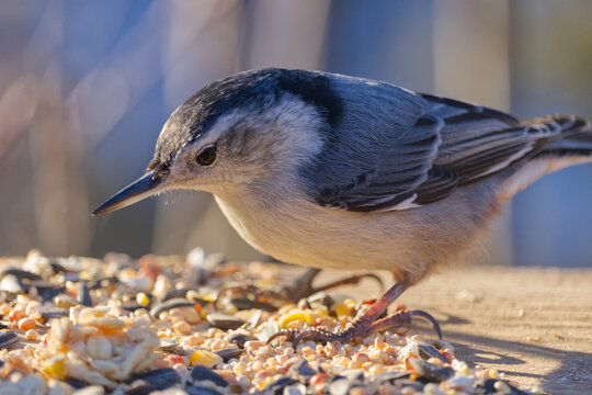 A White-breasted Nuthatch in the Sunlight