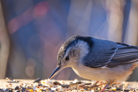 A White-breasted Nuthatch in the Sunlight