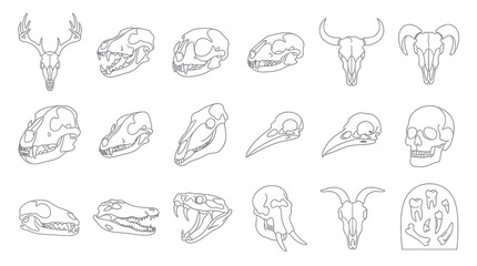 Obraz premium Black and White Line Art Collection of Animal and Human Skulls