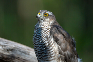 Fototapeta premium Sparrowhawk.