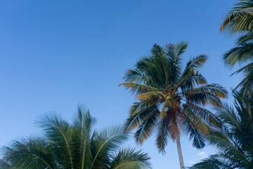 Fototapeta premium Tropical Coconut Palm Trees with Lush Green Fronds Against a Clear Blue Sky and Spacious Copy Space
