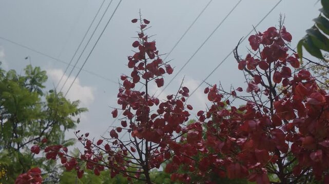 &aacute;rbol, navida, cielo, naturaleza, vacaciones, decoraciones, &aacute;rbol de navidad, azul, celebraciones, de invierno, estrella, alumbrado, ciclos, aparcar, verde, noche, ciudad