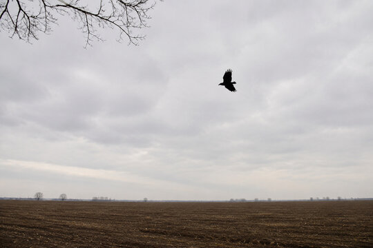 Black crow flying over empty plowed field under overcast sky, omen and augury concept