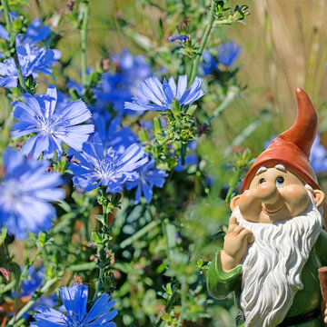 Bl&uuml;hende Wegwarte, Cichorium intybus, Nahaufnahme
