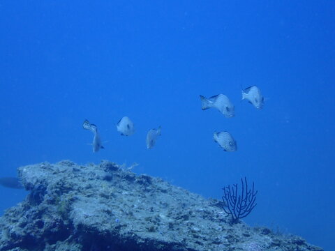 岩の上を泳ぐ魚のコロダイの群れ