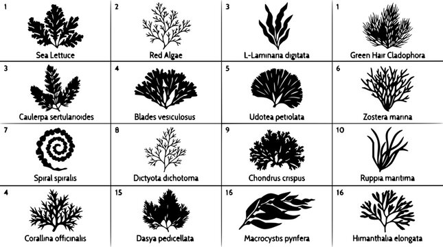 Seaweed and aquatic plant silhouettes set with flowing organic shapes featuring kelp, seagrass, and algae with dark backgrounds and vector illustrations