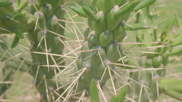 cactus, espinas, planta, exotico, calle, verde, f&aacute;brica, naturaleza, cactaceae, &aacute;rbol, flor, macro, bosque, hojas, sucursal, desierta, huerta, languidecer, espina, c&eacute;sped, verano, primavera, insaturad