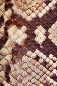 Close up of the scales and skin of a Python snake.