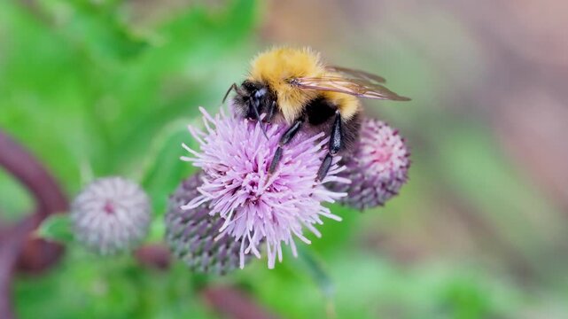 Bumblebee Resting on Flower Bloom in the Wind Macro Video