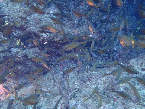 海の岩場を泳ぐ魚のミナミハタンポの群れ