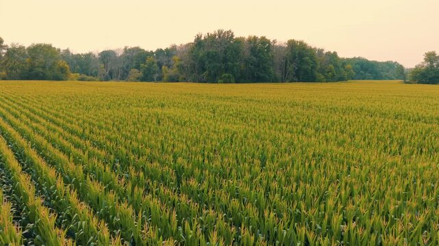 Golden Cornfield With Expansive Rows Of Mature Crops Across A Rural Agricultural Landscape Near Black Creek In Wisconsin, United States. Aerial Drone Shot