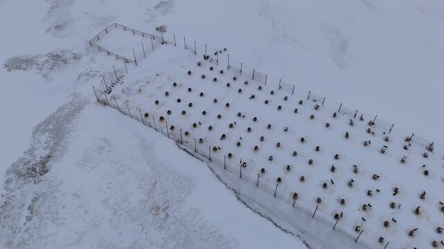 Rows of individual sled dog houses are arranged across a fenced, snow covered kennel yard in Svalbard, Norway, revealed as the drone pushes forward from above