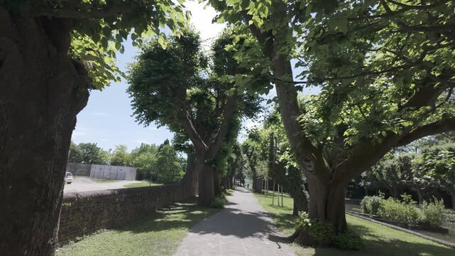 4K video shot of unique 200 Years old trees in an Austrian Palace's garden in Europe