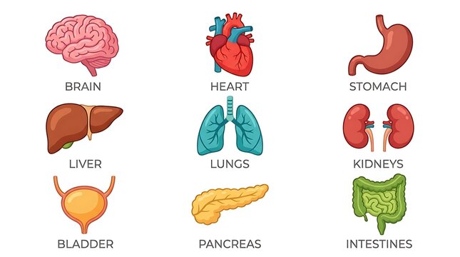 Colorful labeled diagram of human digestive system organs including esophagus