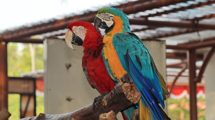 Two magnificent macaws balance on a wooden perch, showing brilliant feathers and distinctive features inside a spacious indoor aviary setting. © onyengradar