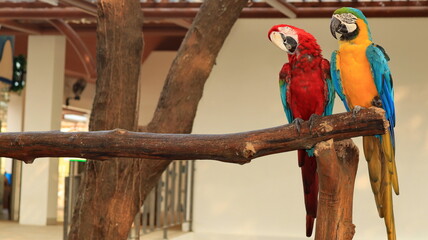 Pair of exotic macaws perched on a branch inside an aviary, featuring brilliant plumage, curved beaks, and a warm naturalistic setting. © onyengradar
