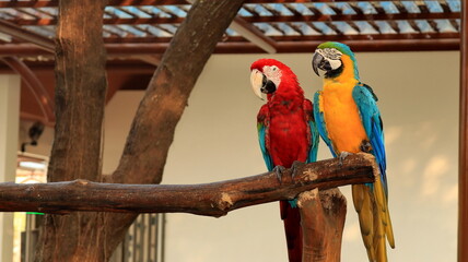 Two vibrant macaws sit closely on a wooden branch, their colorful feathers and distinctive profiles highlighted by soft indoor lighting. © onyengradar