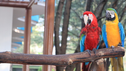 Two colorful macaws perch together on a wooden branch, displaying vivid red, blue, yellow, and green feathers inside a naturalistic indoor aviary. © onyengradar