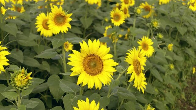 ひまわりにとまるミツバチ
「風に揺れるひまわりにミツバチが心地良さそうです」