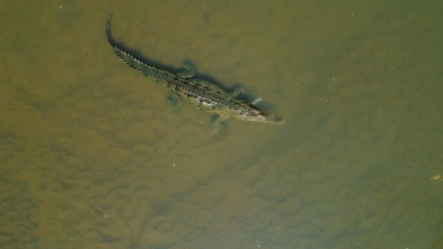 Overhead view of American Crocodile in shallow water of Tarcoles River in Costa Rica
