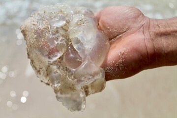 A detailed macro photograph capturing a person's palm holding a large, clear, gelatinous jellyfish sprinkled with fine sand particles at Tanjung Lesung Beach, Banten, Indonesia. Shot under bright dayl © Arlina Elsiska