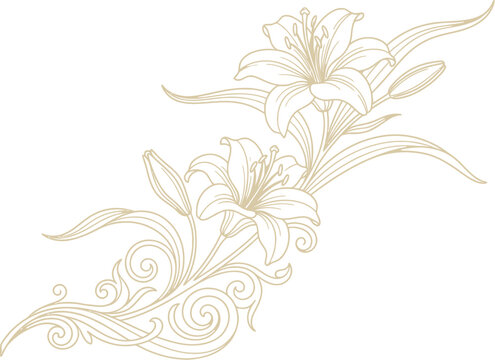 Elegant hand drawn lily flower illustration with decorative swirls and botanical elements on a white background