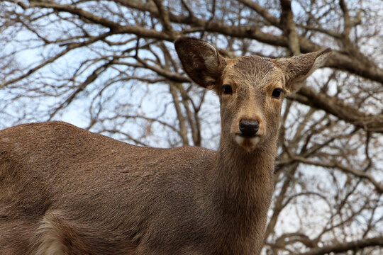 A cute wild deer in Nara Park, Japan.