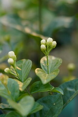 Obraz premium Arabian jasmine. An evergreen climbing shrub featuring glossy dark green leaves and highly fragrant, pure white star-shaped flowers that bloom continuously in warm weather.