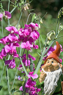 Bl&uuml;hende Wicken ,Vicia, Nahaufnahme