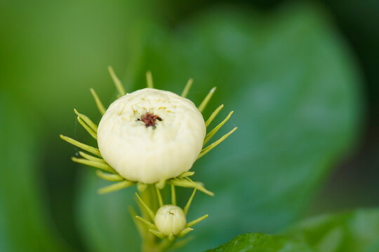 Jasmine Flower Bud. A tightly folded, oval, pure white floral bud nestled among lush green leaves, holding concentrated sweet fragrance.