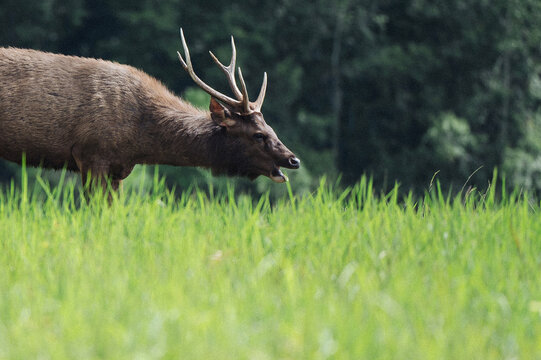 male-sambar-deer-vocalizing-close-up-wildlife-behavior.jpg