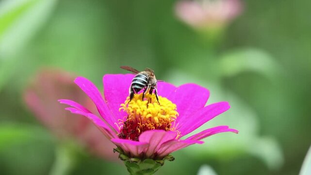 Pink zinnia flower with bee pollinator gathering golden pollen and nectar, vivid blossom petals, detailed insect pollination scene, soft green garden foliage, bright floral center, colorful natural