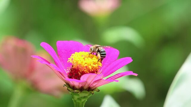 Pink zinnia flower with honey bee collecting pollen lush garden, vibrant pink petal detail, macro closeup, yellow center, soft green bokeh background, colorful natural floral scene and delicate