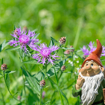 Bl&uuml;hende Wiesen-Flockenblume,Centaurea jacea, auf der Wiese