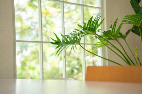 serene indoor cafe scene featuring lush tropical green plant leaves placed near a bright grid window overlooking a natural green garden, creating a peaceful and refreshing atmosphere.