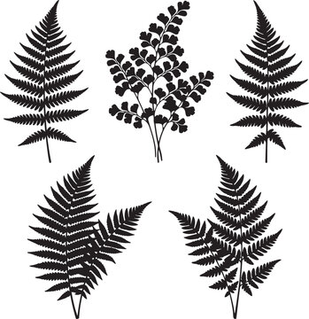 set of fern leaves