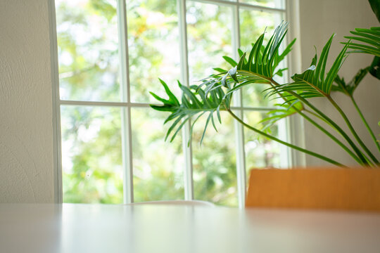 serene indoor cafe scene featuring lush tropical green plant leaves placed near a bright grid window overlooking a natural green garden, creating a peaceful and refreshing atmosphere.