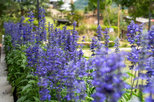 Beautiful vibrant purple salvia flowers blooming in a lush green outdoor garden during springtime, creating a relaxing and peaceful natural botanical background for a holiday getaway.